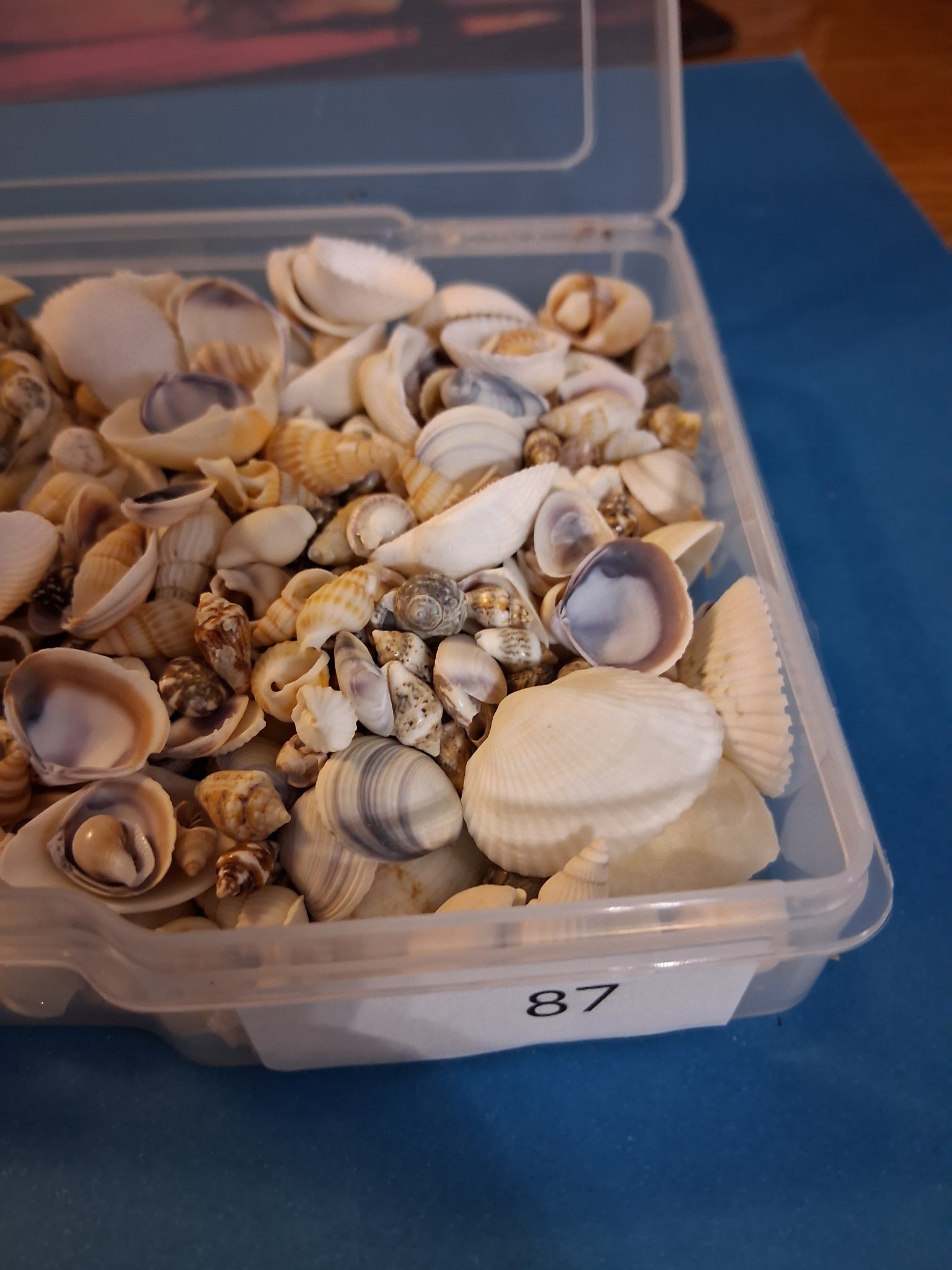 Addon — 87 Mixed Mini Seashells (box)